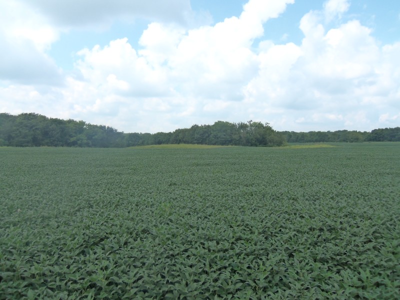 80 Acre Macoupin County Land Auction