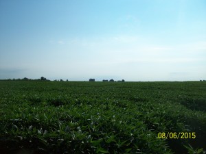 Highly Productive 88 Acre Farm, Morgan County IL