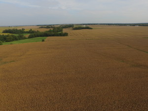 132 Acre Farm, 86% Tillable, Greene County IL