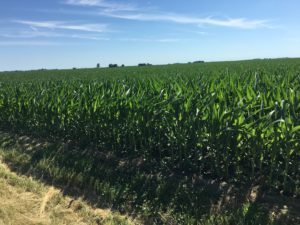 74 Class A Acre Farm, 100% Tillable, Morgan County IL