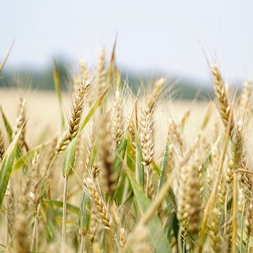 corn